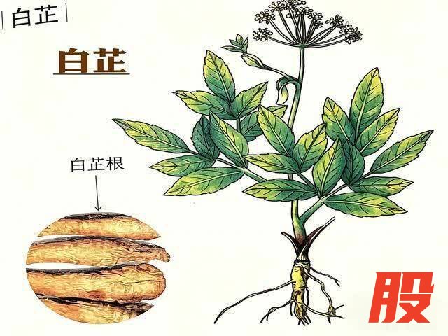 白芷：为什么白芷能快速止牙痛？一味药藏着阳明经的止痛密码